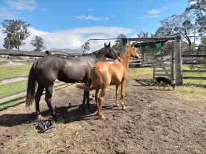Blackbutt Showgrounds