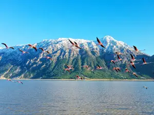 Gemiş kuş gözetleme