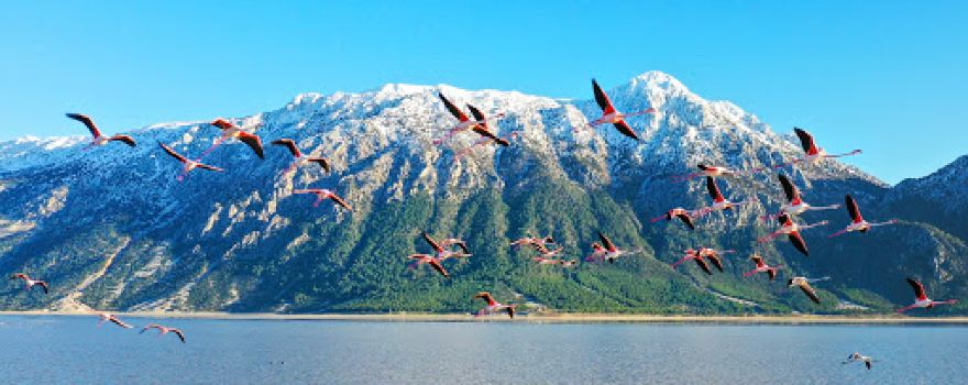 Gemiş kuş gözetleme