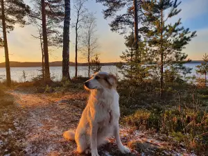 Päijätsalo observation tower