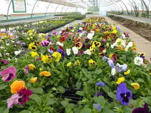 Carr Lane Nurseries