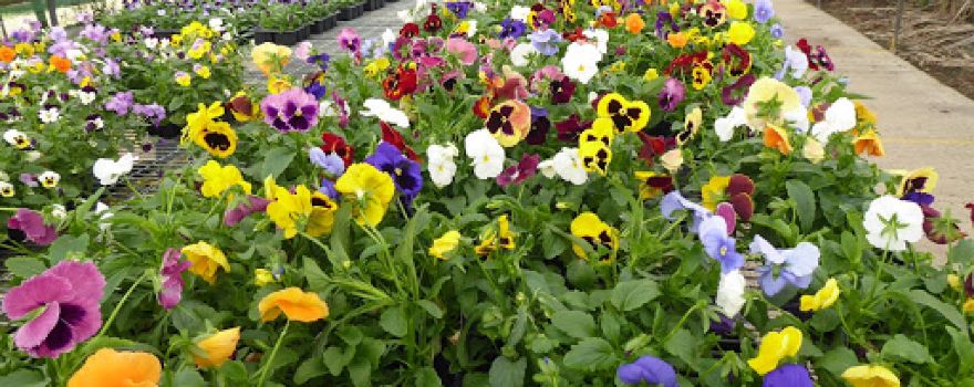 Carr Lane Nurseries