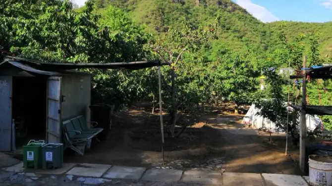 秀江櫻桃採摘園