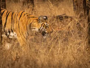 Pench National Park Turia Gate