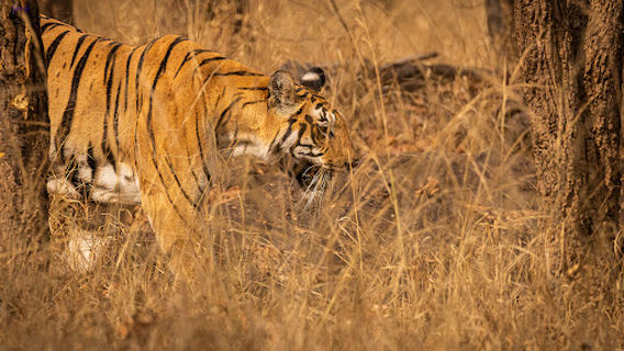 Pench National Park Turia Gate