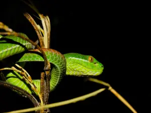 Reptiland