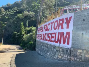 The Tea Factory & The Tea Museum