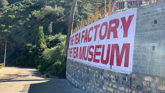 The Tea Factory & The Tea Museum
