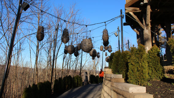 Treetop Skywalk at Anakeesta