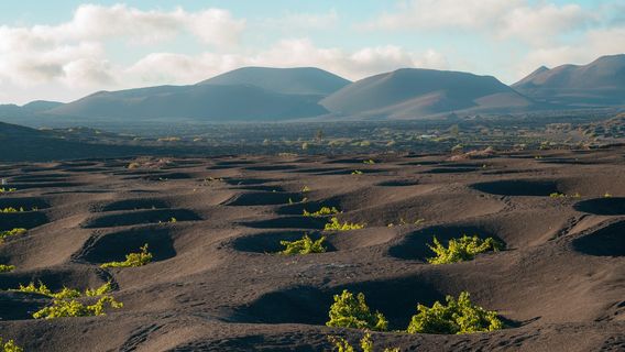 Bodega El Grifo - Museo del Vino
