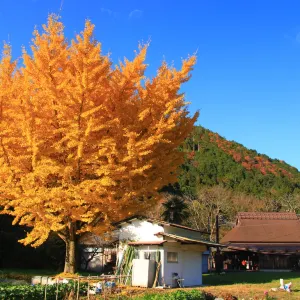 大原之里