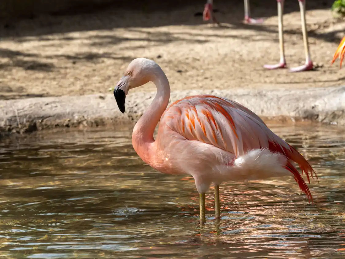 Hotels near Gladys Porter Zoo