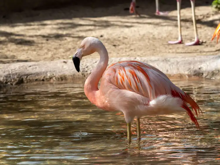 Hotels near Gladys Porter Zoo