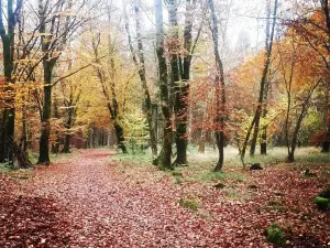 Portumna Forest Park