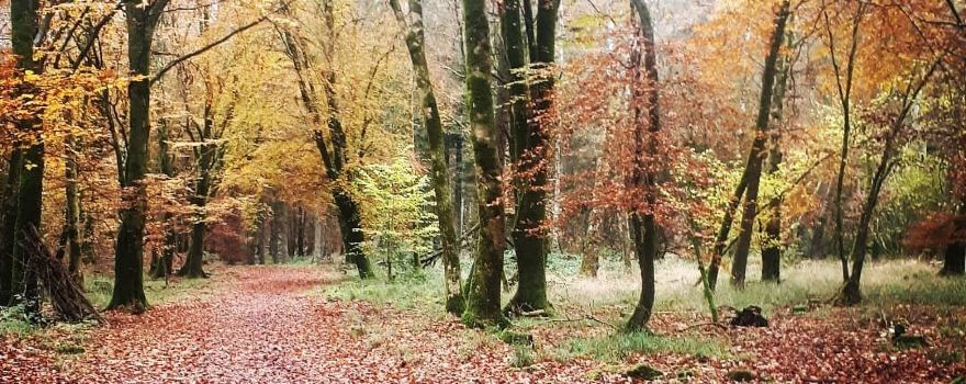 Portumna Forest Park