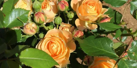 千葉市都市綠化植物園