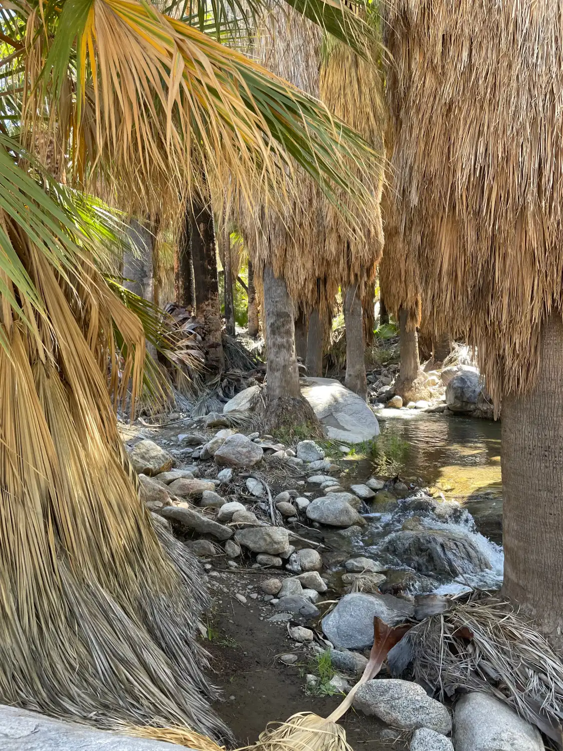 Hotels near Murray Canyon Trail