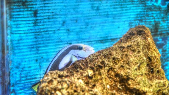 Aquarium Mondo Marino