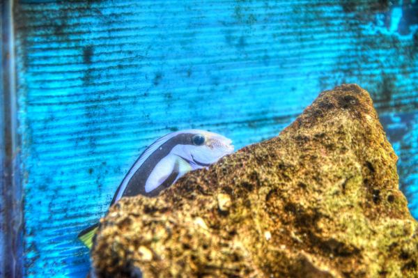Aquarium Mondo Marino