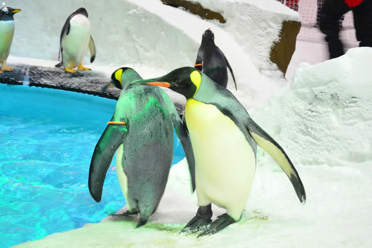 2_Snow Penguins at Ski Dubai