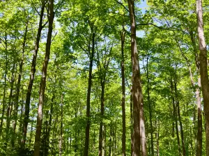 Nottawasaga Bluffs Conservation Area