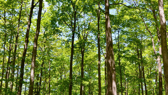Nottawasaga Bluffs Conservation Area