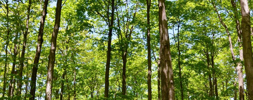 Nottawasaga Bluffs Conservation Area