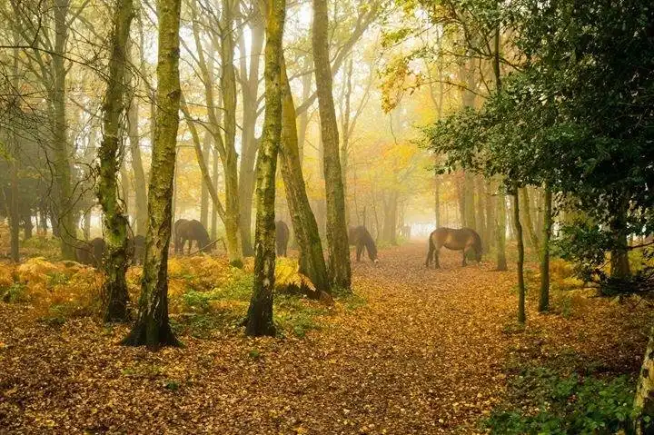 Hotels near Snelsmore Common Country Park