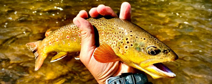 Frying Pan Anglers