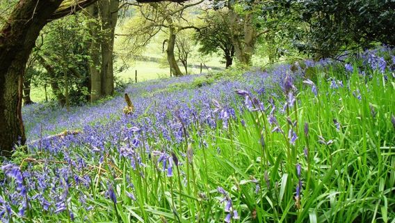 Shropshire Hills Area of Outstanding Natural Beauty