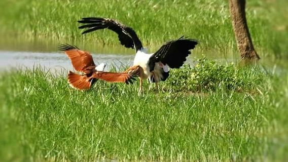 Lunugamvehera National Park