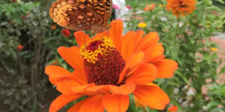 Grandmothers' Garden