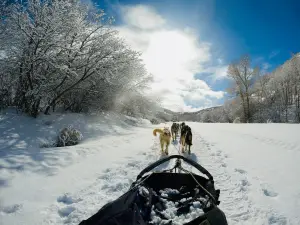 Bear Ridge Adventures (Dog Sledding)