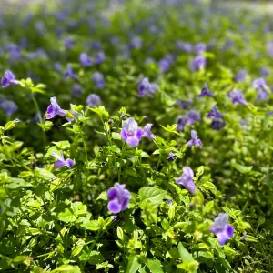 大阪市立長居植物園