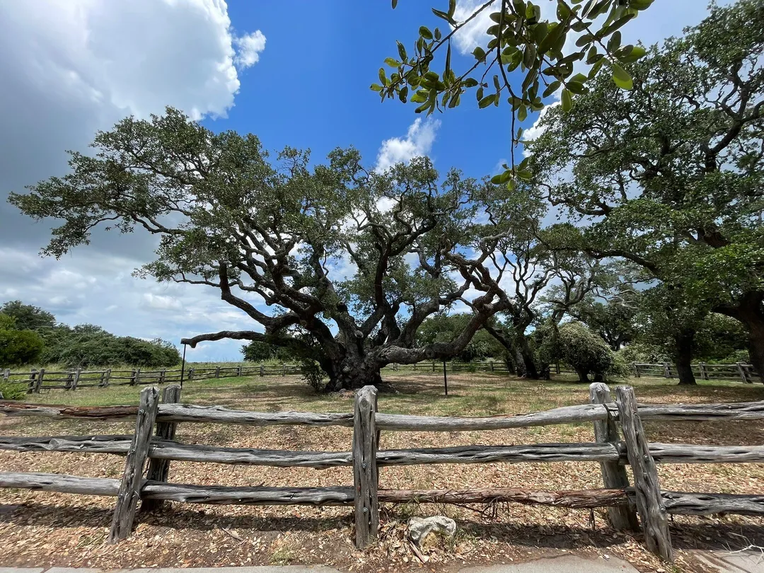 5_The Big Tree