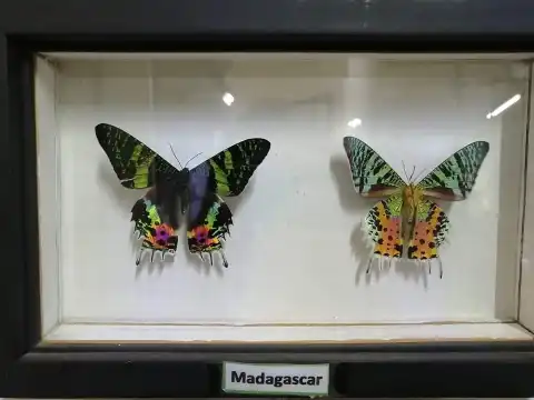 Museo de Bichos Querétaro附近的飯店