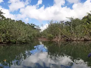 Indian River Tours