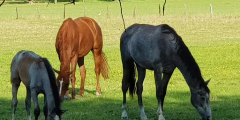 Boomgarden Park Helmste