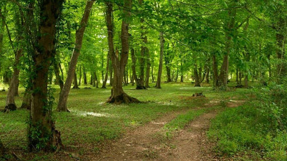 Государственный природный заказник федерального значения "Самурский"