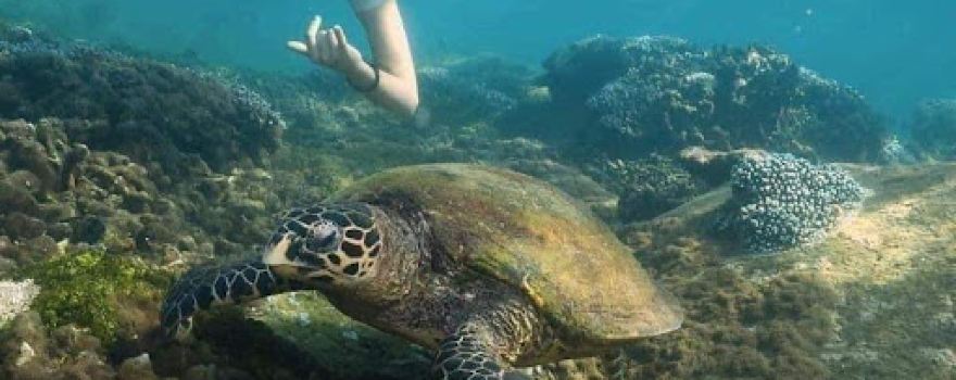 Pigeon Island Tours
