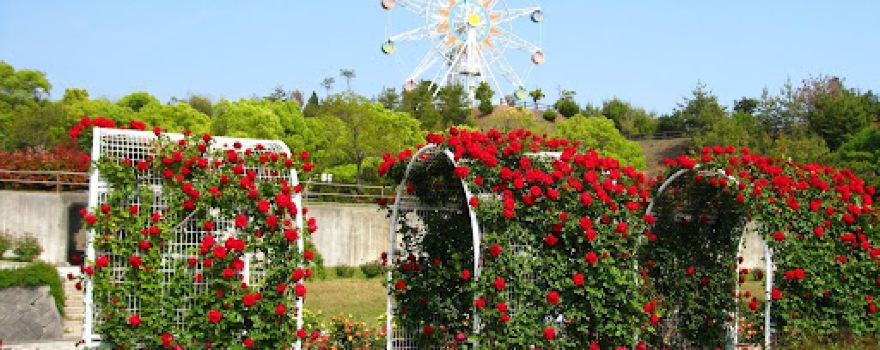蜂ヶ峯総合公園 バラ園