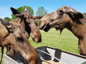 Moose and reindeer farm Golz