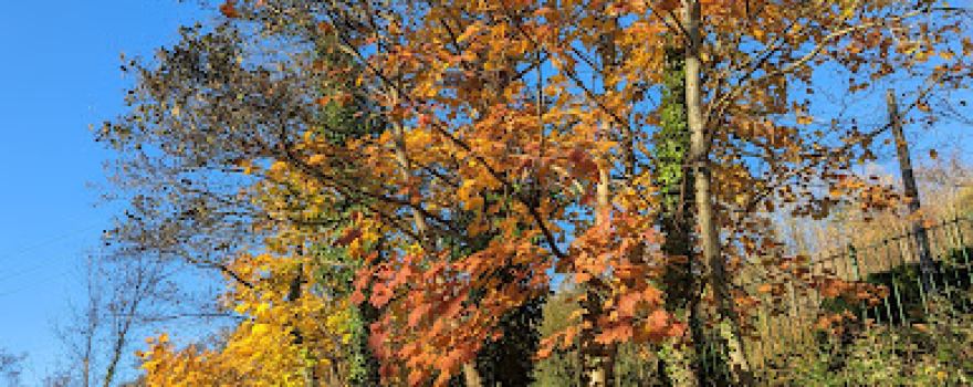 Wattstown Park