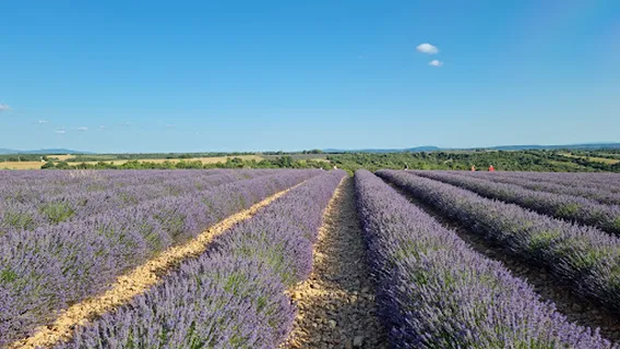 Route de la Lavande
