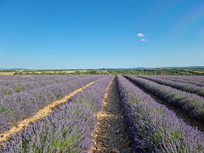 Route de la Lavande