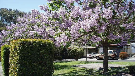 Lilydale Pine Hill Caravan Park