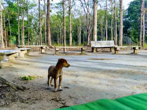 애쉬옥 바티카 옥시존