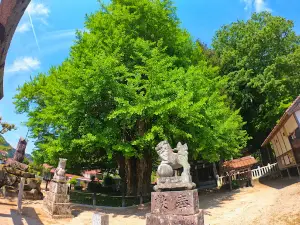 Tsutsuga Giant Ginkgo
