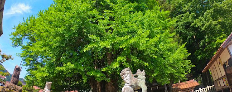 Tsutsuga Giant Ginkgo