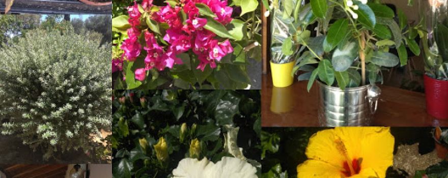 Μαμαλος Σπύρος garden plants